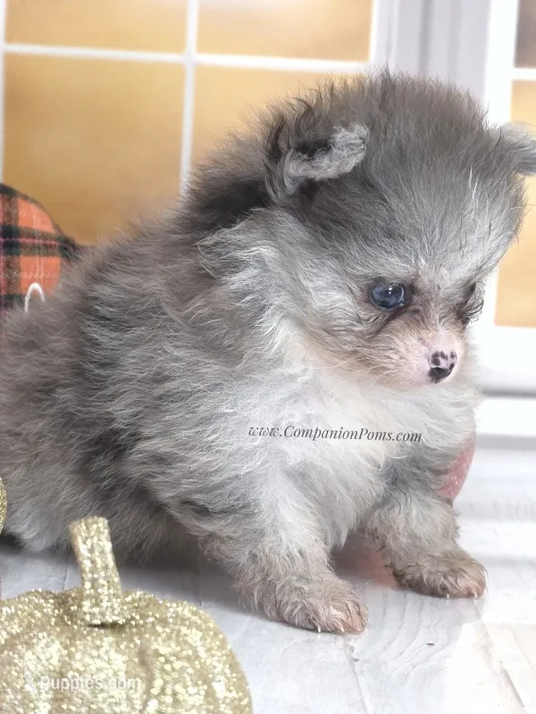 Candace Girl - Silvery Blue Merle - One Blue Eye – Pomeranian puppy for sale in Whitwell, TN