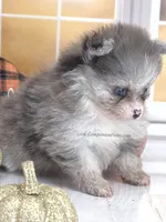 Candace Girl - Silvery Blue Merle - One Blue Eye, a female Pomeranian for sale in Whitwell, TN – 6 of 8