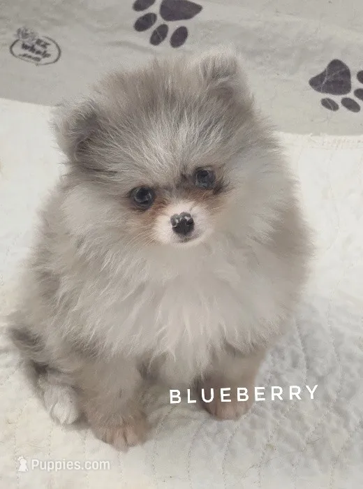 Blueberry - Dark Silver Grey - Blue Merle - One Blue Eye – Pomeranian puppy for sale in Whitwell, TN