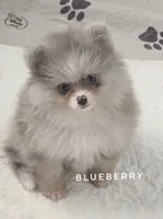 Blueberry - C Video- Blue Merle - One Blue Eye, a female Pomeranian for sale in Whitwell, TN – 7 of 10
