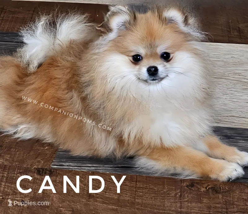 Candy - Very Tiny CH lines! – Pomeranian puppy for sale in Whitwell, TN