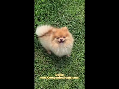 Rare Beaver Color - Dolce - 4.25 pounds - CH Lines!, a male Pomeranian for sale in Whitwell, TN – 2 of 8