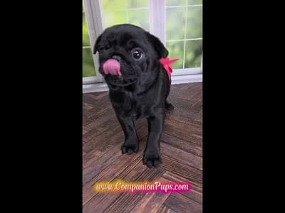 Pink - Wrinkles & Rolls C video, a female Pug for sale in Whitwell, TN – 2 of 9