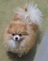 Muffin - Champion Sired 1year old, a male Pomeranian for sale in Whitwell, TN – 5 of 5