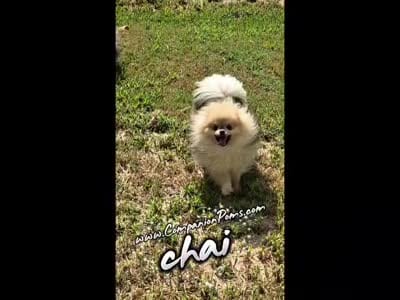 See Video- Chai - Tiny Pom Boy, a male Pomeranian for sale in Whitwell, TN – 5 of 9