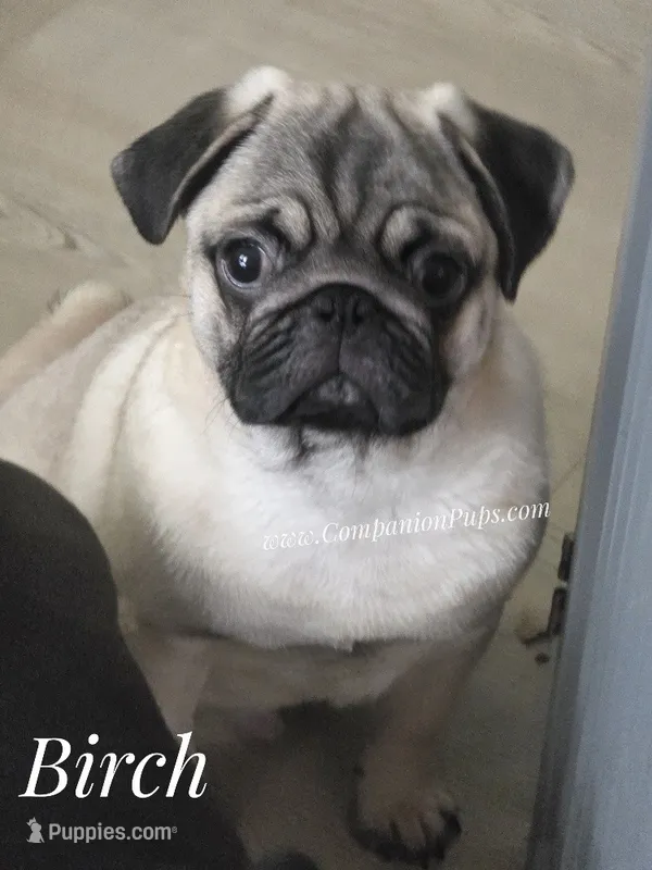 C Video Birch - Grand CH Lines! – Pug puppy for sale in Whitwell, TN