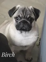 C Video Birch - 6 months old and 15 pounds, a  Pug for sale in Whitwell, TN – 5 of 8