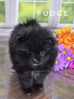 C Video -  Always has Happy Tail - Fudge, a male Pomeranian for sale in Whitwell, TN – 5 of 10