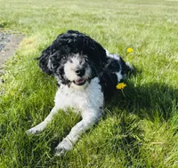 Oak, a male Havapoo for sale in Worley, ID – Photo 6 of 6