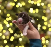 Oak, a male Havapoo for sale in Worley, ID – Photo 4 of 6