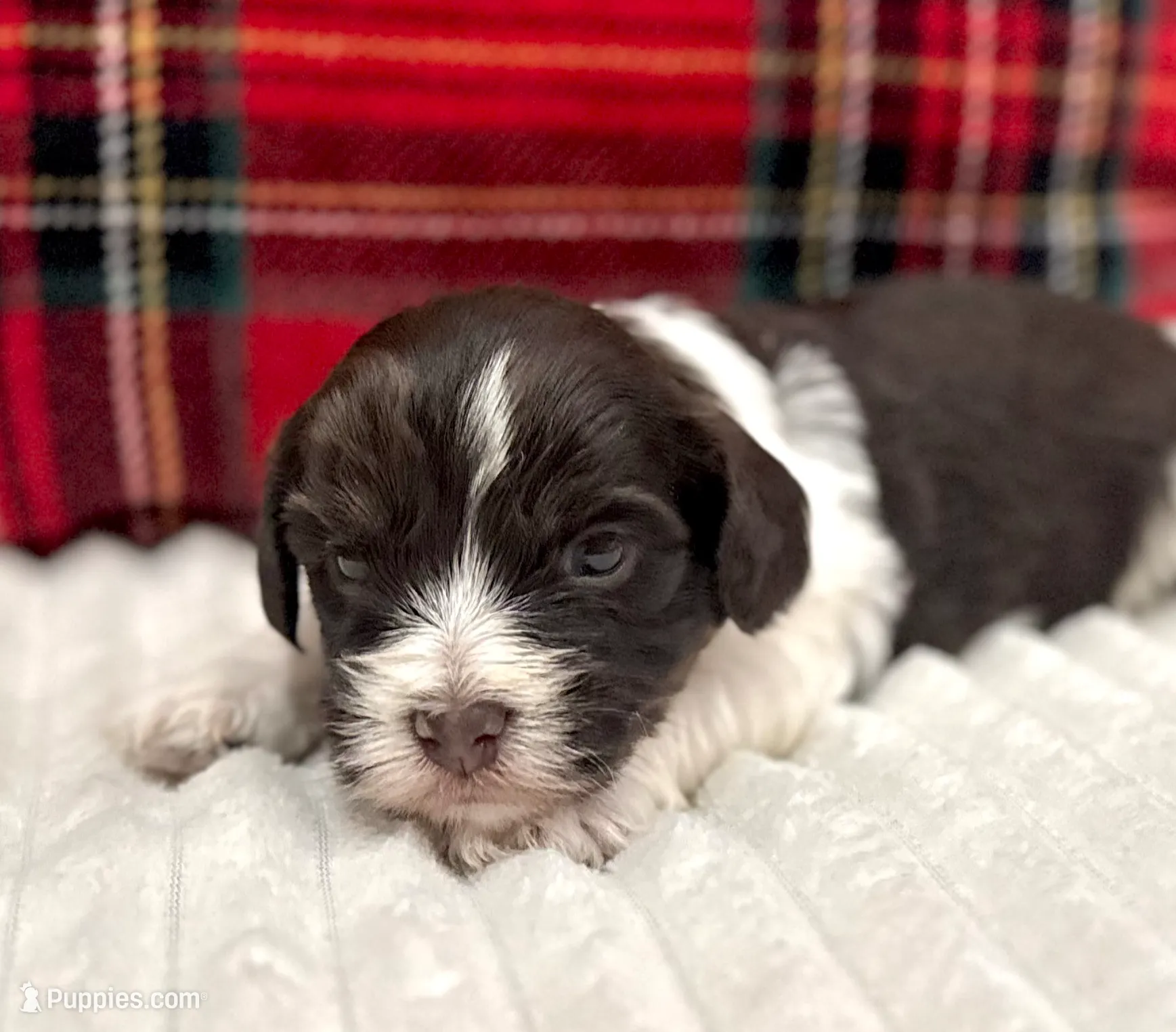 Oak, a male Havapoo for sale in Worley, ID – Photo 2 of 6