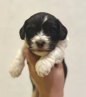 Oak, a male Havapoo for sale in Worley, ID – Photo 1 of 6