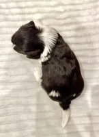 Oak, a male Havapoo for sale in Worley, ID – Photo 3 of 6