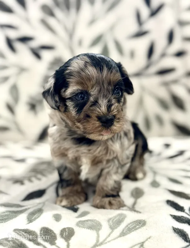 Flurry Tri Blue Merle  – Havapoo puppy for sale in Worley, ID