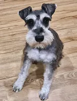 AKC Max , a male Miniature Schnauzer for sale in Worley, ID – 5 of 5