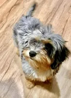 Izzy, a female Havapoo for sale in Worley, ID – Photo 2 of 3