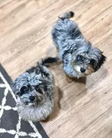 Izzy, a female Havapoo for sale in Worley, ID – Photo 3 of 3