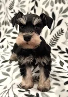 AKC Max , a male Miniature Schnauzer for sale in Worley, ID – 3 of 5