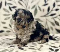 Flurry Tri Blue Merle , a male Havapoo for sale in Worley, ID – 2 of 5