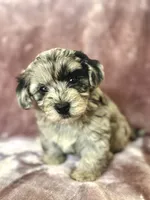 Breeze Female Blue Merle , a female Havapoo for sale in Worley, ID – 4 of 7