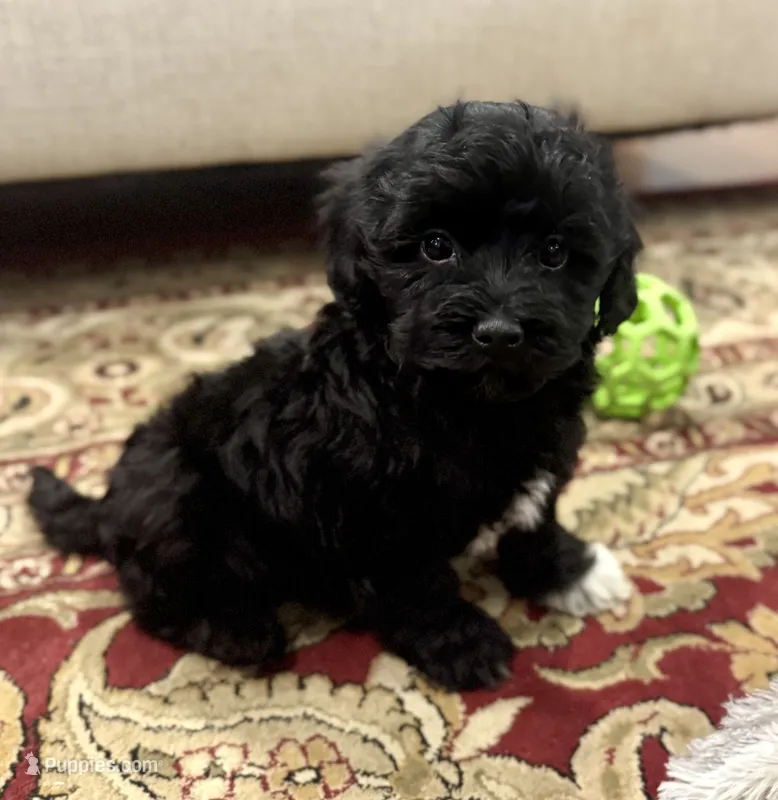 Storm Black and White Tuxedo  – Havapoo puppy for sale in Worley, ID