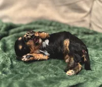 Havapoo puppy expected! , a  Havapoo for sale in Worley, ID – 4 of 4