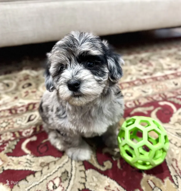 Breeze Female Blue Merle  – Havapoo puppy for sale in Worley, ID