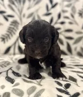 Thunder Chocolate Tuxedo , a male Havapoo for sale in Worley, ID – 3 of 5