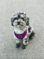 Remi, a female Havapoo for sale in Worley, ID – Photo 3 of 4