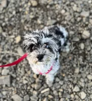 Remi, a female Havapoo for sale in Worley, ID – Photo 1 of 4
