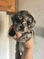 Remi, a female Havapoo for sale in Worley, ID – Photo 4 of 4