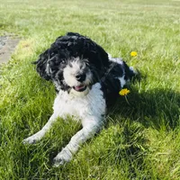 Ash, a male Havapoo for sale in Worley, ID – Photo 6 of 6
