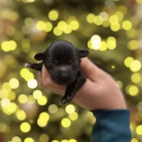 Ash, a male Havapoo for sale in Worley, ID – Photo 4 of 6