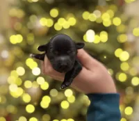 Ash, a male Havapoo for sale in Worley, ID – Photo 4 of 6