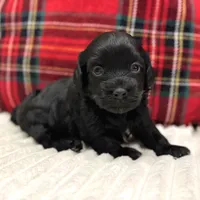 Ash, a male Havapoo for sale in Worley, ID – Photo 2 of 6