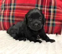 Ash, a male Havapoo for sale in Worley, ID – Photo 2 of 6