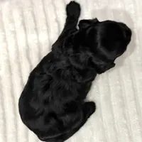 Ash, a male Havapoo for sale in Worley, ID – Photo 3 of 6