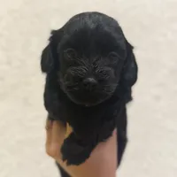 Ash, a male Havapoo for sale in Worley, ID – Photo 1 of 6