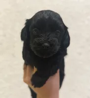 Ash, a male Havapoo for sale in Worley, ID – Photo 1 of 6