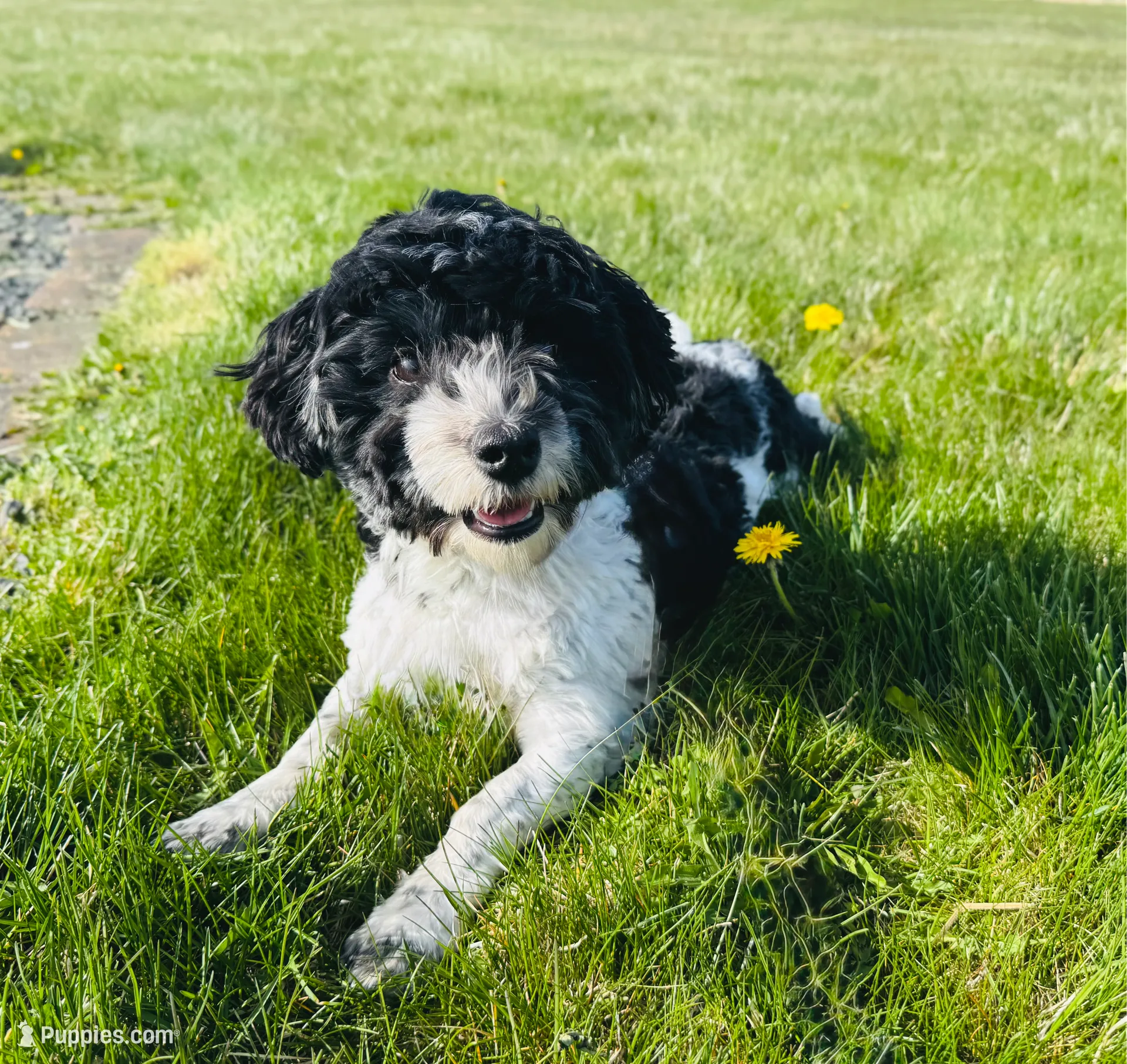 Spruce, a male Havapoo for sale in Worley, ID – Photo 7 of 7