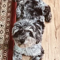 Spruce, a male Havapoo for sale in Worley, ID – Photo 6 of 7