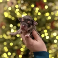 Spruce, a male Havapoo for sale in Worley, ID – Photo 5 of 7
