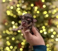 Spruce, a male Havapoo for sale in Worley, ID – Photo 5 of 7