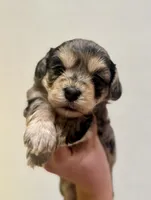 Spruce, a male Havapoo for sale in Worley, ID – Photo 2 of 7