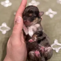 Spruce, a male Havapoo for sale in Worley, ID – Photo 4 of 7