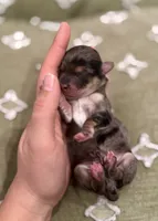 Spruce, a male Havapoo for sale in Worley, ID – Photo 4 of 7