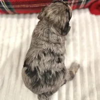 Spruce, a male Havapoo for sale in Worley, ID – Photo 3 of 7