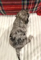 Spruce, a male Havapoo for sale in Worley, ID – Photo 3 of 7