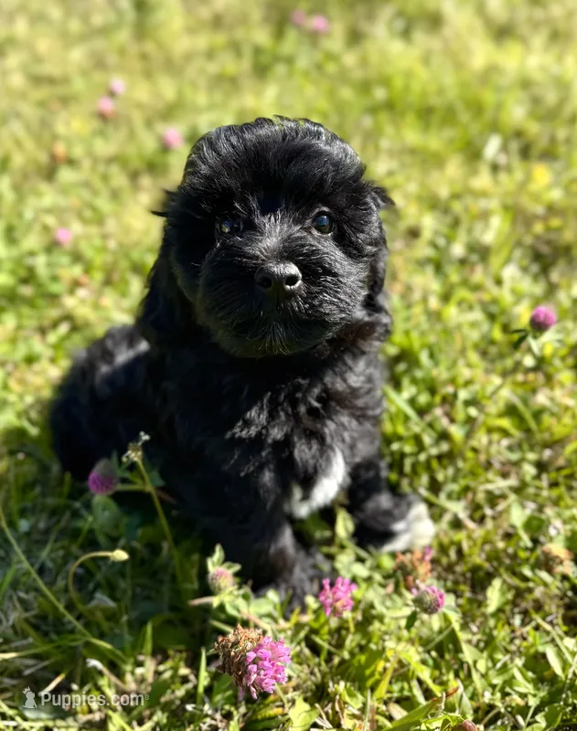 Storm Black and White Tuxedo  – Havapoo puppy for sale in Worley, ID
