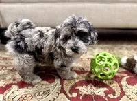 Breeze Female Blue Merle , a female Havapoo for sale in Worley, ID – 2 of 7
